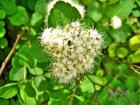 Image 1 of Birch-leaved Spirea : Spiraea betufolia