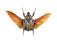 Image 6 of Goliath Beetle Watercolor Illustration PRINT 