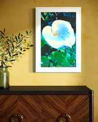 Image 2 of RARE BLUE CALLA LILY (24X18)