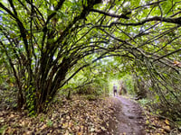 Image 2 of Beaked hazelnut : Corylus cornuta