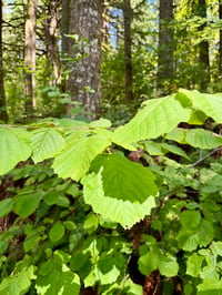 Image 3 of Beaked hazelnut : Corylus cornuta