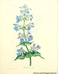 Image 2 of Broad-Leaved Penstemon : Penstemon ovatus