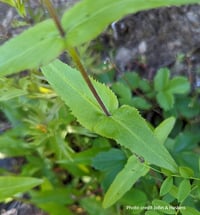 Image 3 of Broad-Leaved Penstemon : Penstemon ovatus