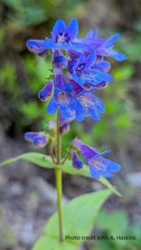 Image 1 of Broad-Leaved Penstemon : Penstemon ovatus