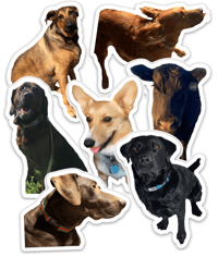 Custom Pet Sticker 
