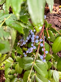 Image 7 of Low Oregon Grape : Mahonia nervosa