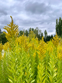 Image 2 of Goldenrod : Solidago sp.