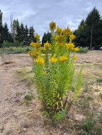 Image 3 of Goldenrod : Solidago sp.