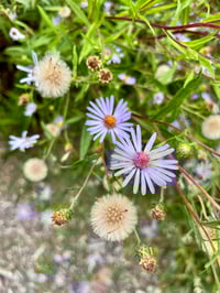 Image 1 of Douglas Aster : Symphyotrichum subspicatum