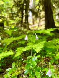 Image 3 of Twinflower : Linnaea borealis 