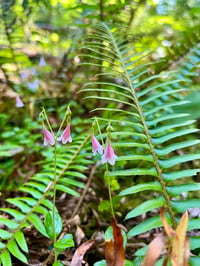 Image 2 of Twinflower : Linnaea borealis 