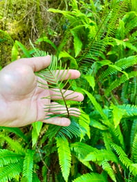 Image 4 of Deer Fern : Struthiopteris spicant