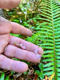 Image 4 of Twinflower : Linnaea borealis 