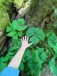 Image 1 of Vanilla Leaf : Achlys triphylla (dormant)