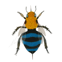 Amegilla cingulata  Blue  Banded Bee 