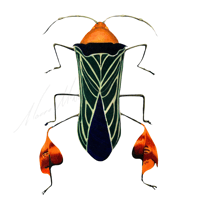 Anisocelis flavolineata Flag footed Bug 