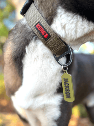 Image of Dog Tag, Pet ID Tag