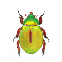 Anoplognathus Christmas beetle
