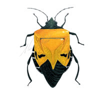 Catacanthus incarnatus Man faced stink bug