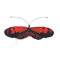 Heliconus erato Red postman butterfly 