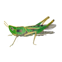 Locusta migratoria Migratory locust