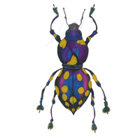Pachyrhynchus weevil  EASTER EGG WEEVIL 