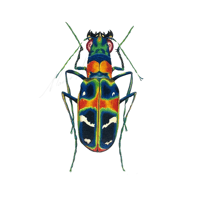 Cicindela chinensis Chinese tiger beetle