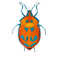 Tectocoris diophthalmus Hibiscus harliquin bug