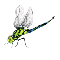 Anax imperator Emperor Dragonfly 