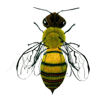 Apis mellifera Bee Western Honey Bee