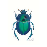 Chrysolina coerulans Blue mint beetle