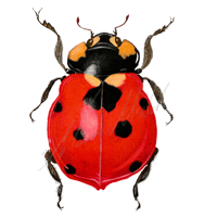 Coccinella septempunctata Lady Beetle 
