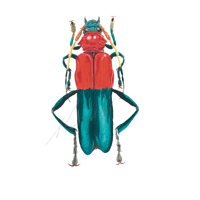 Compsocerus   Solider Beetle