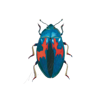 Scutelleriadae  Metallic shield beetle  