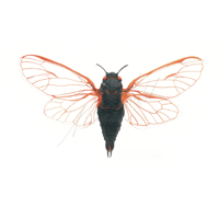 Magicicadas Red eyed Cicada