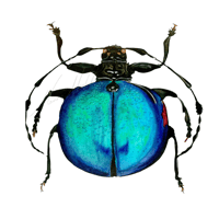 Cyclopeplus Beetle 
