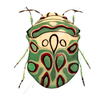 Sphaerocoris annulus Picasso Beetle 