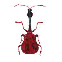 Trachelophorus Giraffa Giraffe Weevil Print 