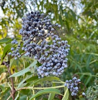 Image 1 of Blue Elderberry : Sambucus cerulea