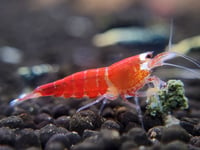 Image 2 of Mixed Caridina Package