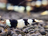 Image 3 of Mixed Caridina Package