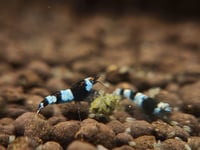 Image 4 of Mixed Caridina Package