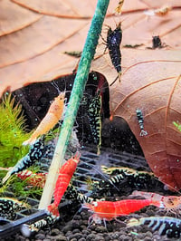 Image 1 of Mixed Caridina Package