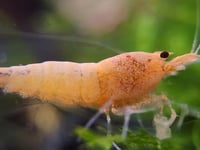 Image 5 of Mixed Caridina Package