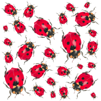 Image 1 of Insect Gift Tags