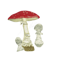 Amanita muscaria Fly amanita 