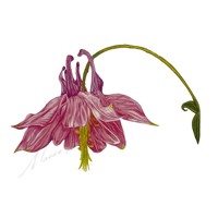 Aquilegia  Granny's bonnet 