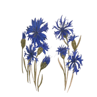 Centaurea cyanus Cornflower 