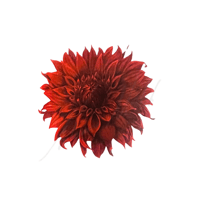Dahlia