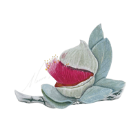 Eucalyptus macrocarpa Mottlecah